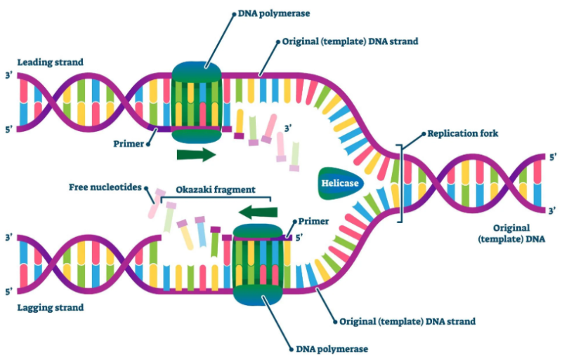 什么是Taq DNA <i style='color:red'>聚合酶</i>|熱穩(wěn)定 PCR 酶的應(yīng)用及選購指南